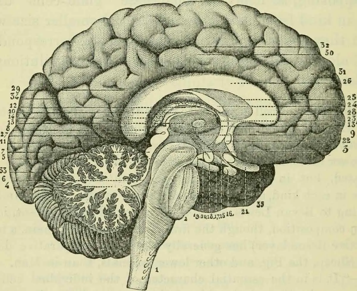 Cerebro